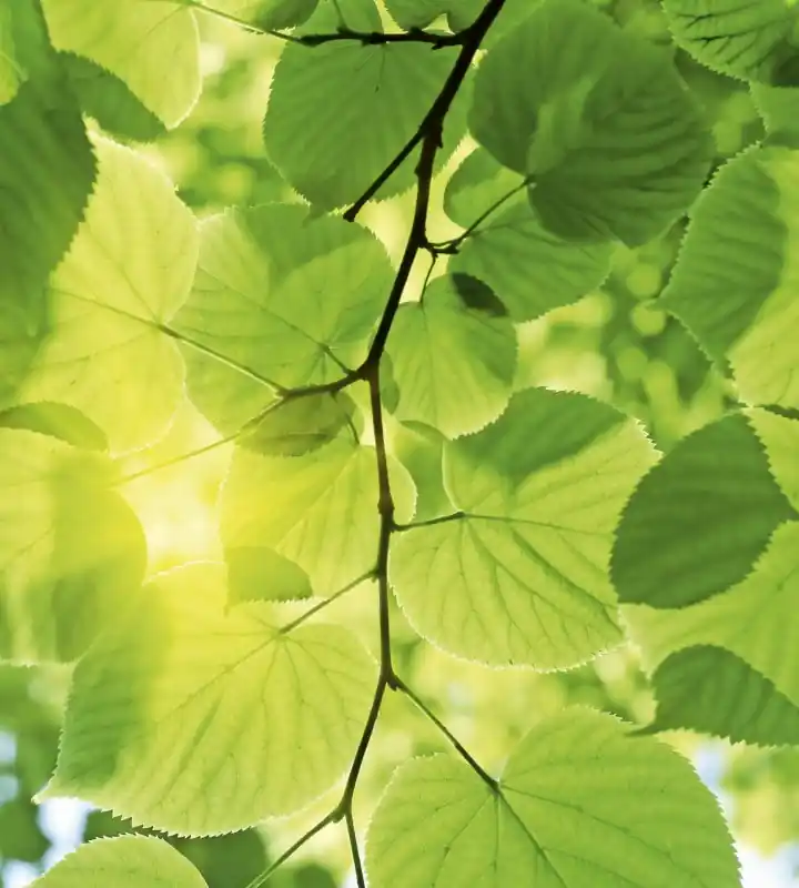 Darmowy zwrot Fototapeta na flizelinie MS-3-0107 GREEN LEAVES