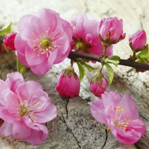 Premium Fototapeta na flizelinie MS-3-0109 SAKURA