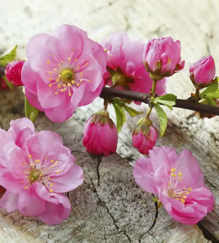Premium Fototapeta na flizelinie MS-3-0109 SAKURA