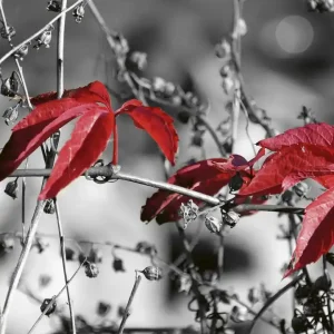 Tylko do końca tygodnia Fototapeta na flizelinie MS-3-0110 RED LEAVES ON BLACK