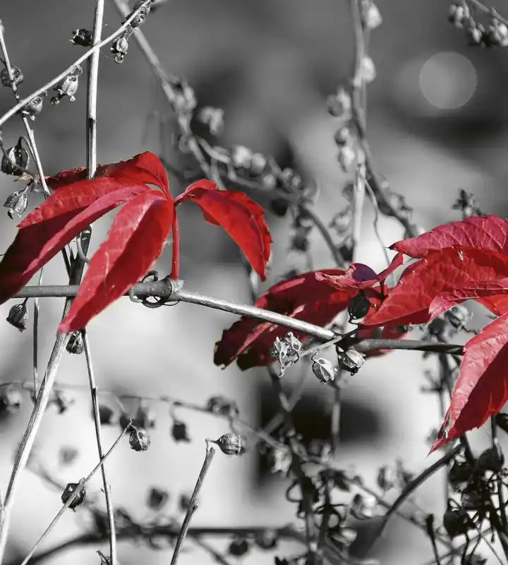 Tylko do końca tygodnia Fototapeta na flizelinie MS-3-0110 RED LEAVES ON BLACK
