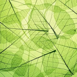 Fototapeta na flizelinie MS-3-0111 LEAF VEINS Rabat