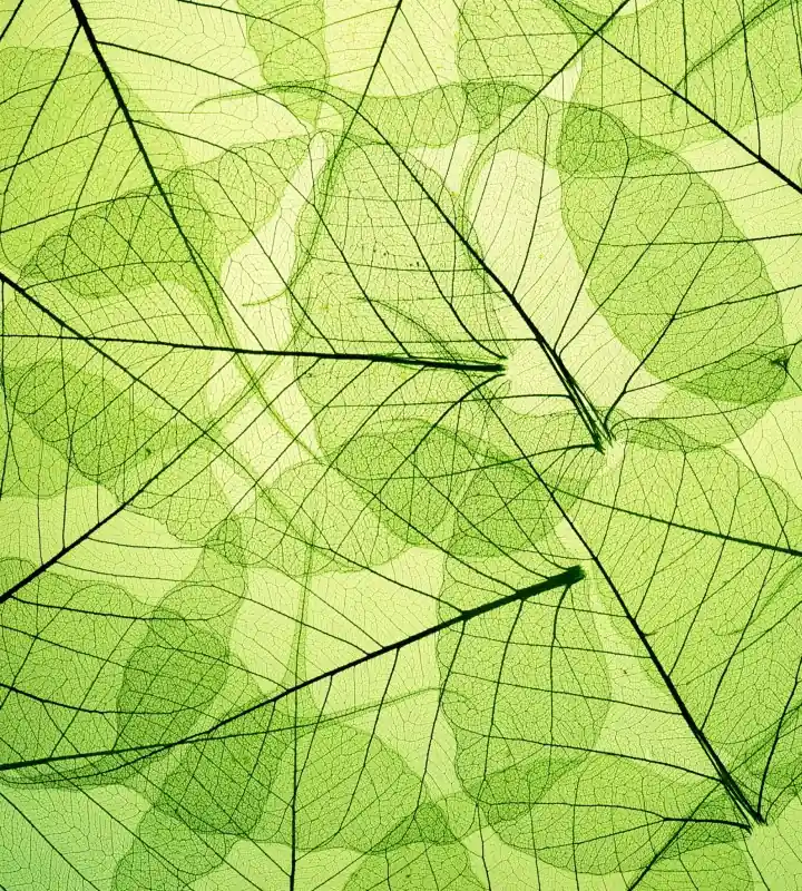 Fototapeta na flizelinie MS-3-0111 LEAF VEINS Rabat