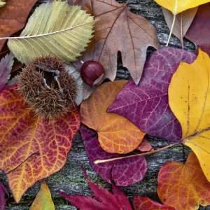 Fototapeta na flizelinie MS-3-0112 AUTUMN LEAVES Darmowy zwrot