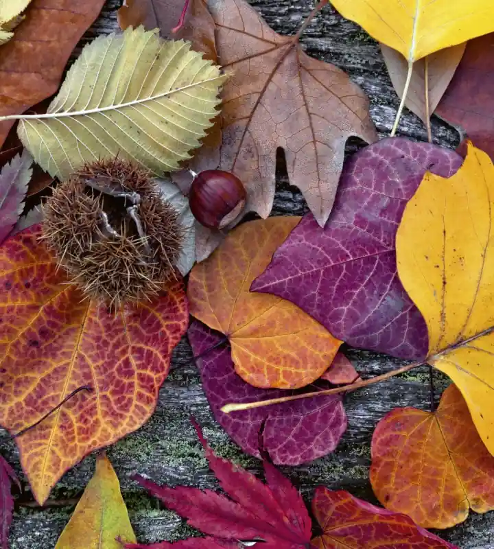 Fototapeta na flizelinie MS-3-0112 AUTUMN LEAVES Darmowy zwrot