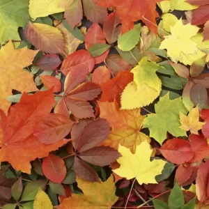 Łatwy zwrot Fototapeta na flizelinie MS-3-0115 COLOURFUL LEAVES
