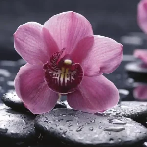 Oferta Fototapeta na flizelinie MS-3-0120 ORCHID