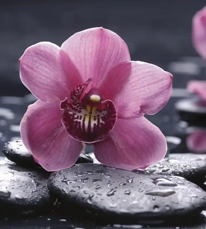 Oferta Fototapeta na flizelinie MS-3-0120 ORCHID
