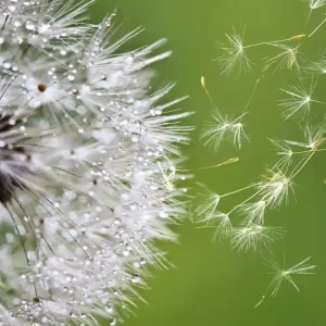 Fototapeta na flizelinie MS-3-0121 BLOWING DANDELION Popularny