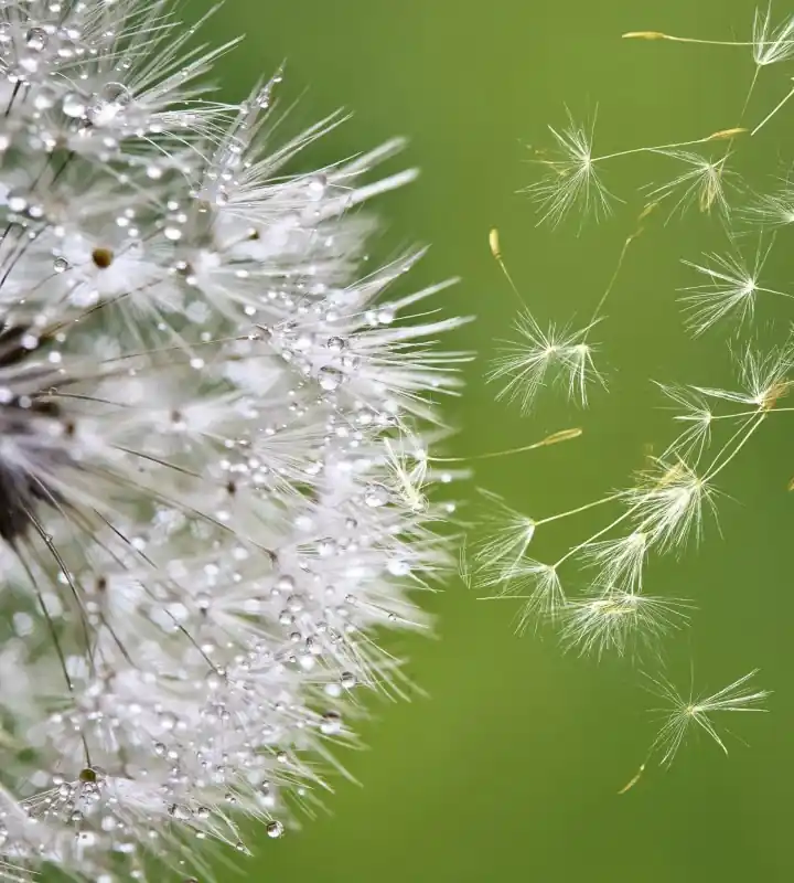 Fototapeta na flizelinie MS-3-0121 BLOWING DANDELION Popularny