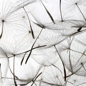Ekspresowa dostawa Fototapeta na flizelinie MS-3-0122 DANDELION SEEDS