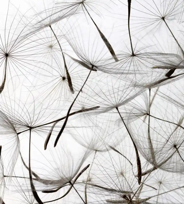 Ekspresowa dostawa Fototapeta na flizelinie MS-3-0122 DANDELION SEEDS