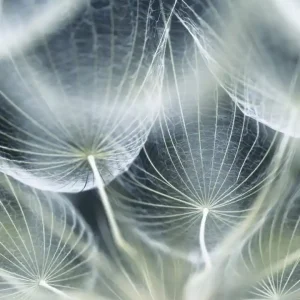 Oferta limitowana Fototapeta na flizelinie MS-3-0123 DANDELION MACRO