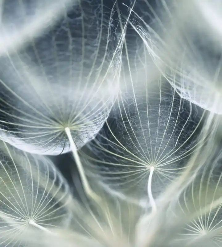 Oferta limitowana Fototapeta na flizelinie MS-3-0123 DANDELION MACRO