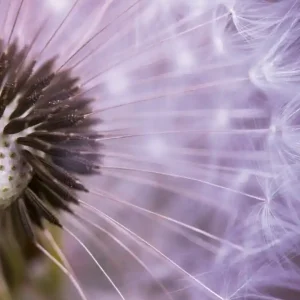 Fototapeta na flizelinie MS-3-0124 DANDELION Cena promocyjna