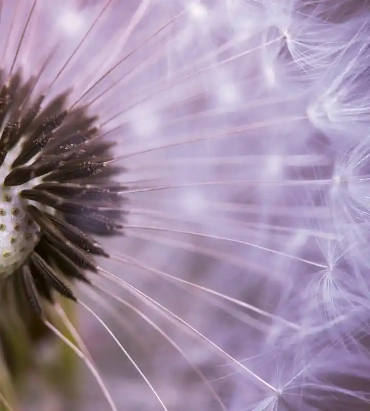Fototapeta na flizelinie MS-3-0124 DANDELION Cena promocyjna