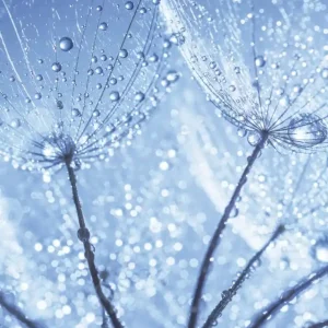 Kup teraz Fototapeta na flizelinie MS-3-0125 DANDELION WITH WATER DROPS
