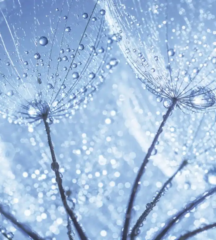 Kup teraz Fototapeta na flizelinie MS-3-0125 DANDELION WITH WATER DROPS