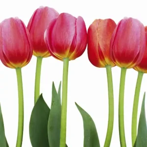 Taniej Fototapeta na flizelinie MS-3-0126 BED OF TULIPS