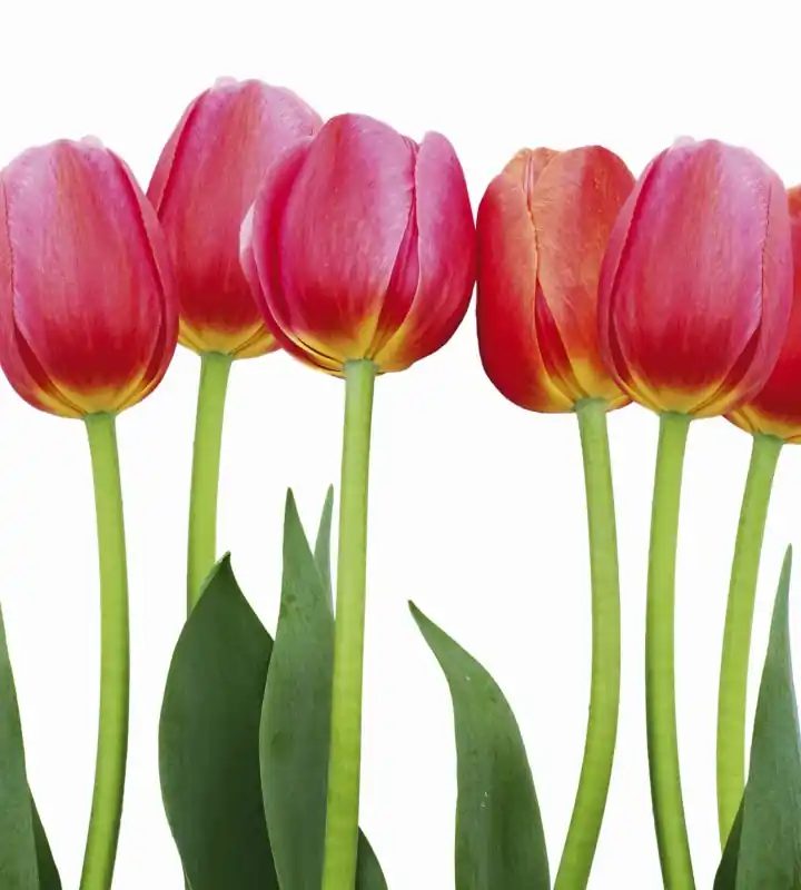 Taniej Fototapeta na flizelinie MS-3-0126 BED OF TULIPS