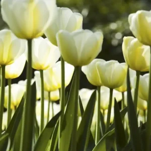Fototapeta na flizelinie MS-3-0127 WHITE TULIPS Bestseller