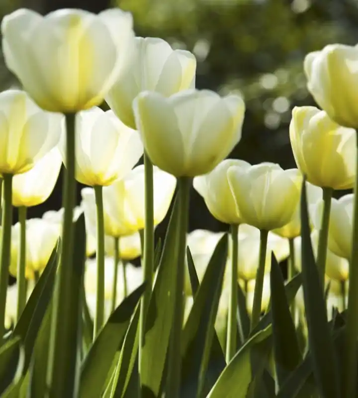 Fototapeta na flizelinie MS-3-0127 WHITE TULIPS Bestseller