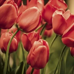 Fototapeta na flizelinie MS-3-0128 RED TULIPS Obniżka ceny