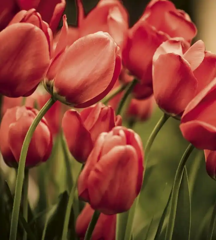 Fototapeta na flizelinie MS-3-0128 RED TULIPS Obniżka ceny