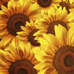 Fototapeta na flizelinie MS-3-0129 HELIANTHUS Kup teraz
