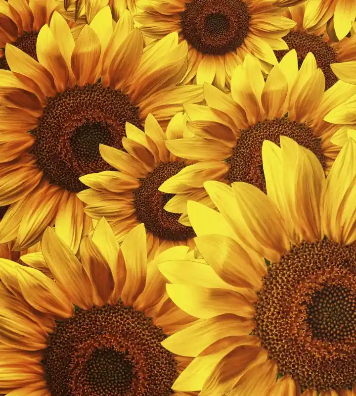 Fototapeta na flizelinie MS-3-0129 HELIANTHUS Kup teraz