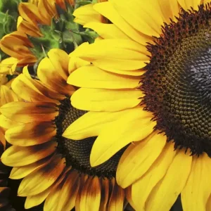 Ostatnie sztuki Fototapeta na flizelinie MS-3-0130 SUNFLOWERS