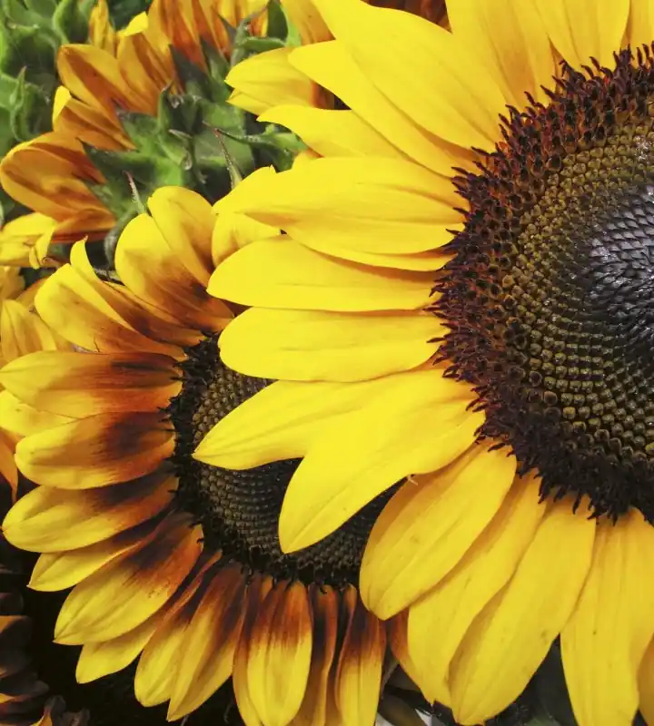 Ostatnie sztuki Fototapeta na flizelinie MS-3-0130 SUNFLOWERS