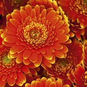 Okazja Fototapeta na flizelinie MS-3-0131 GERBERA