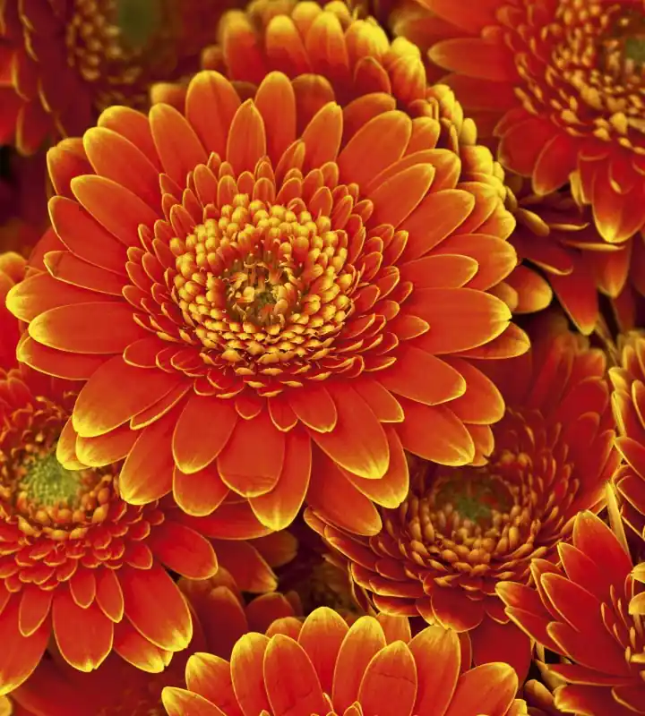 Okazja Fototapeta na flizelinie MS-3-0131 GERBERA