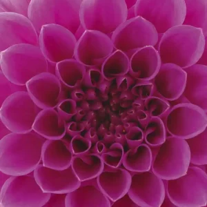 Bezpieczna płatność Fototapeta na flizelinie MS-3-0132 PINK DAHLIA