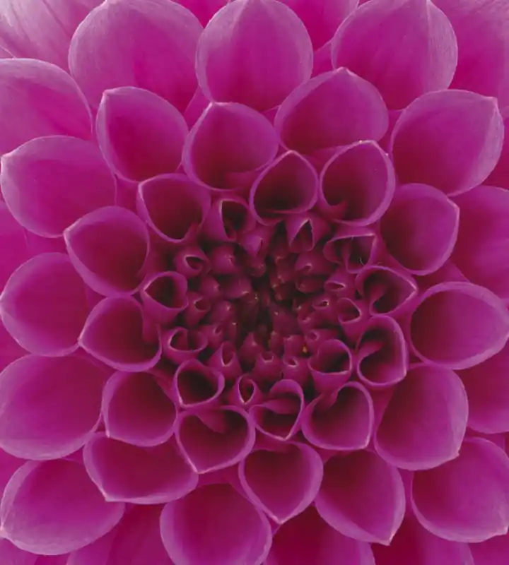 Bezpieczna płatność Fototapeta na flizelinie MS-3-0132 PINK DAHLIA
