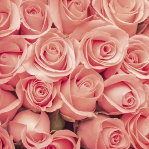 Fototapeta na flizelinie MS-3-0133 ROSES Tylko dziś