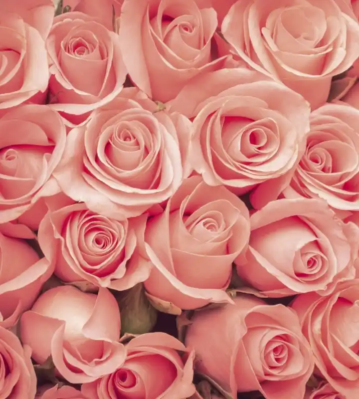Fototapeta na flizelinie MS-3-0133 ROSES Tylko dziś