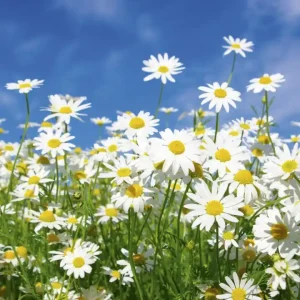 Premium Fototapeta na flizelinie MS-3-0135 DAISIES