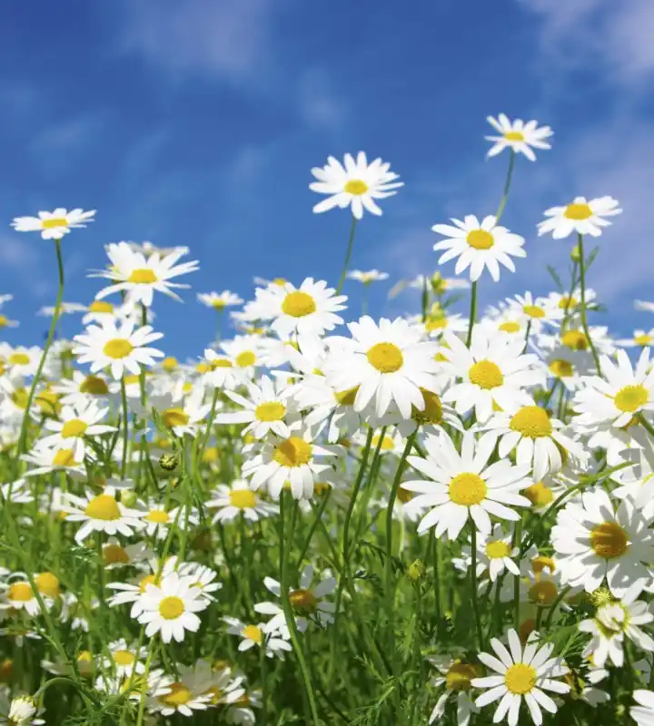 Premium Fototapeta na flizelinie MS-3-0135 DAISIES