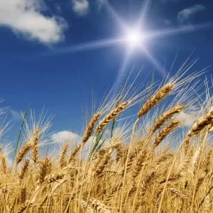 Fototapeta na flizelinie MS-3-0136 WHEAT FIELD Darmowy zwrot