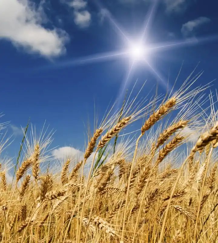 Fototapeta na flizelinie MS-3-0136 WHEAT FIELD Darmowy zwrot