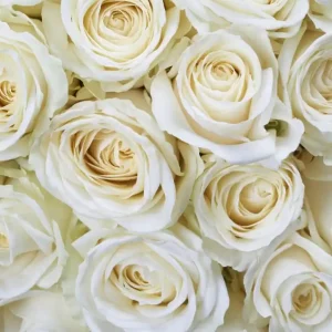 Fototapeta na flizelinie MS-3-0137 WHITE ROSES Nowość