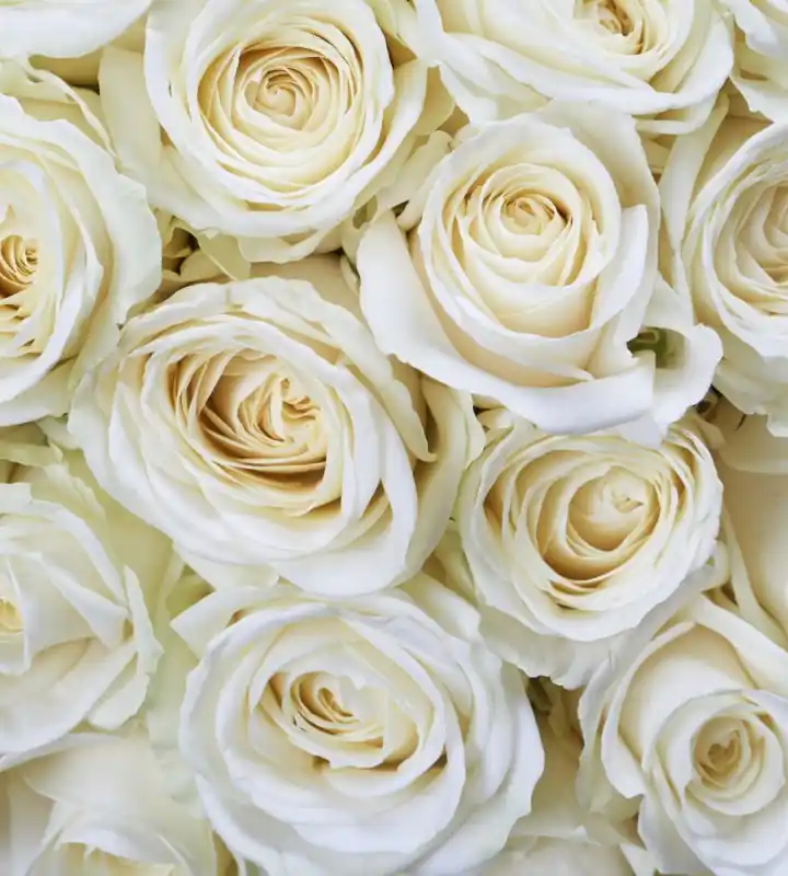 Fototapeta na flizelinie MS-3-0137 WHITE ROSES Nowość