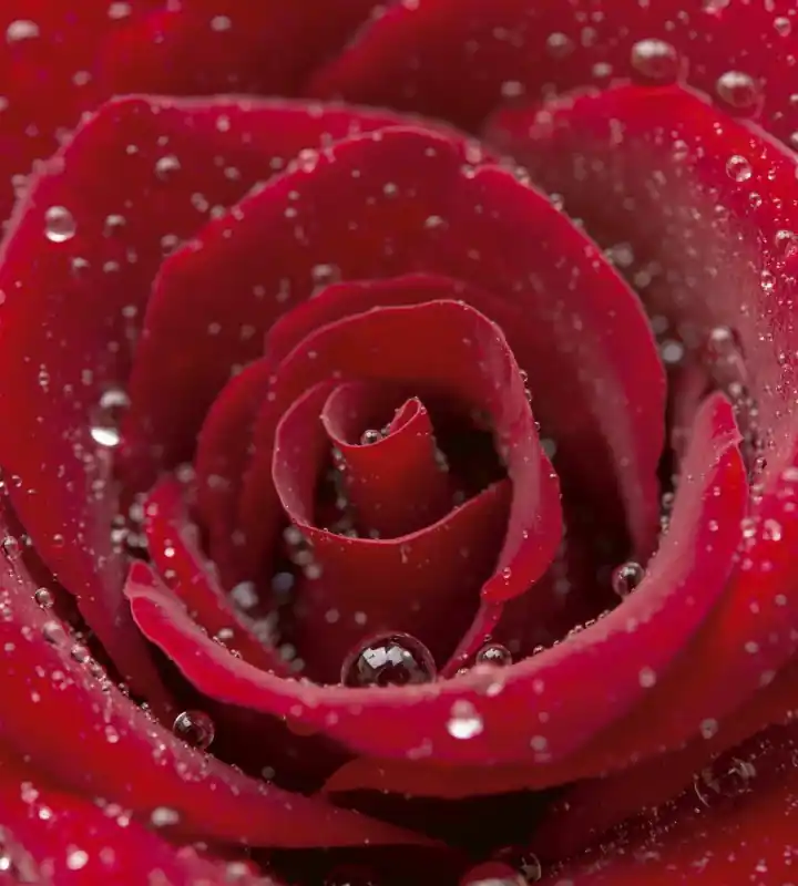 Wyprzedaż Fototapeta na flizelinie MS-3-0138 RED ROSE