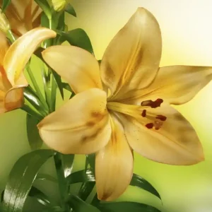 Oferta Fototapeta na flizelinie MS-3-0139 LILY