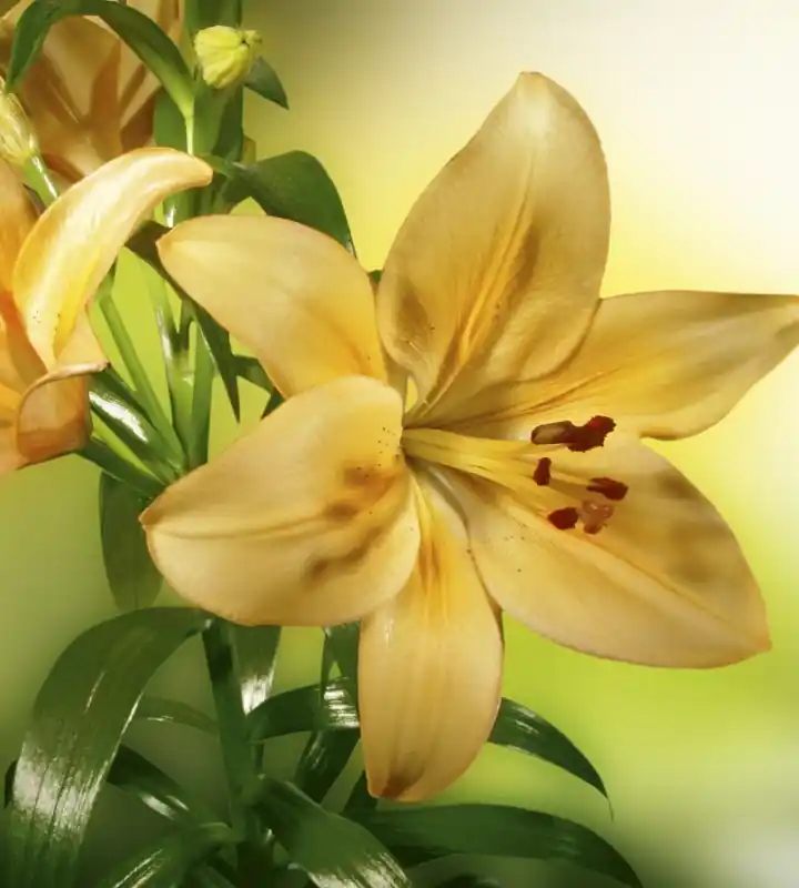Oferta Fototapeta na flizelinie MS-3-0139 LILY