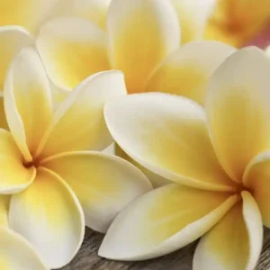 Fototapeta na flizelinie MS-3-0140 PLUMERIA Obniżka ceny
