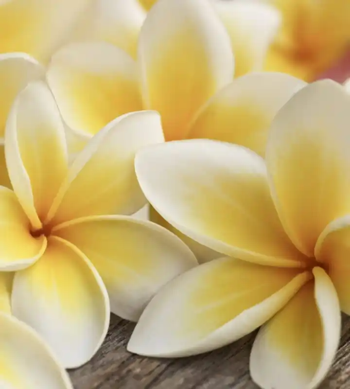 Fototapeta na flizelinie MS-3-0140 PLUMERIA Obniżka ceny