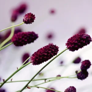 Ostatnia szansa Fototapeta na flizelinie MS-3-0141 FLORAL VIOLET